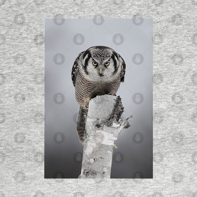 Hawk on log portrait - Northern Hawk Owl by Jim Cumming